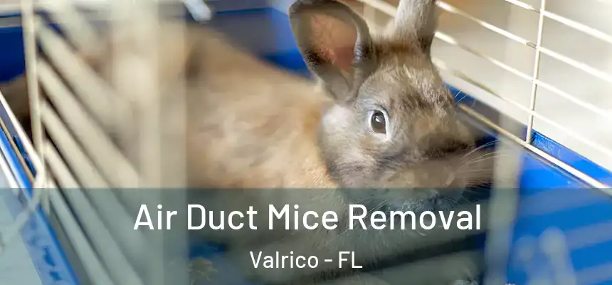 Air Duct Mice Removal Valrico - FL
