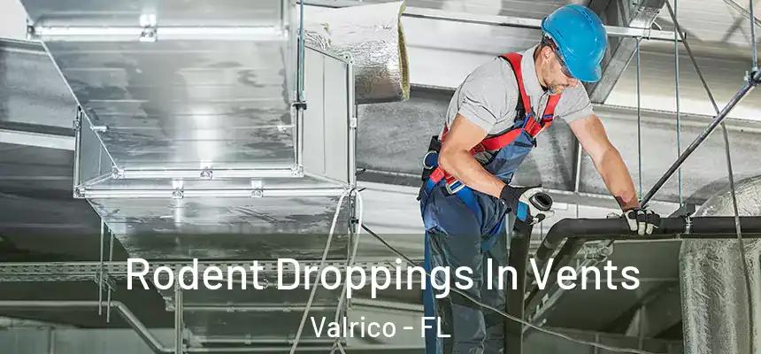Rodent Droppings In Vents Valrico - FL