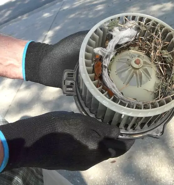 About Air Duct Rat Removal in Valrico, FL